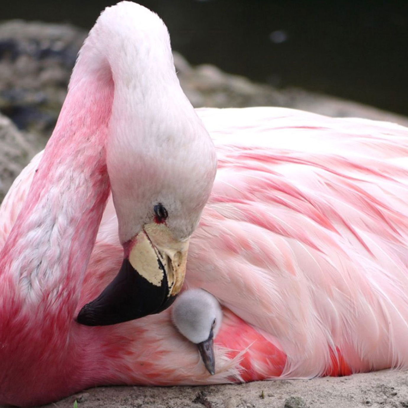 Sydney Hummel  The Plastic Flamingo